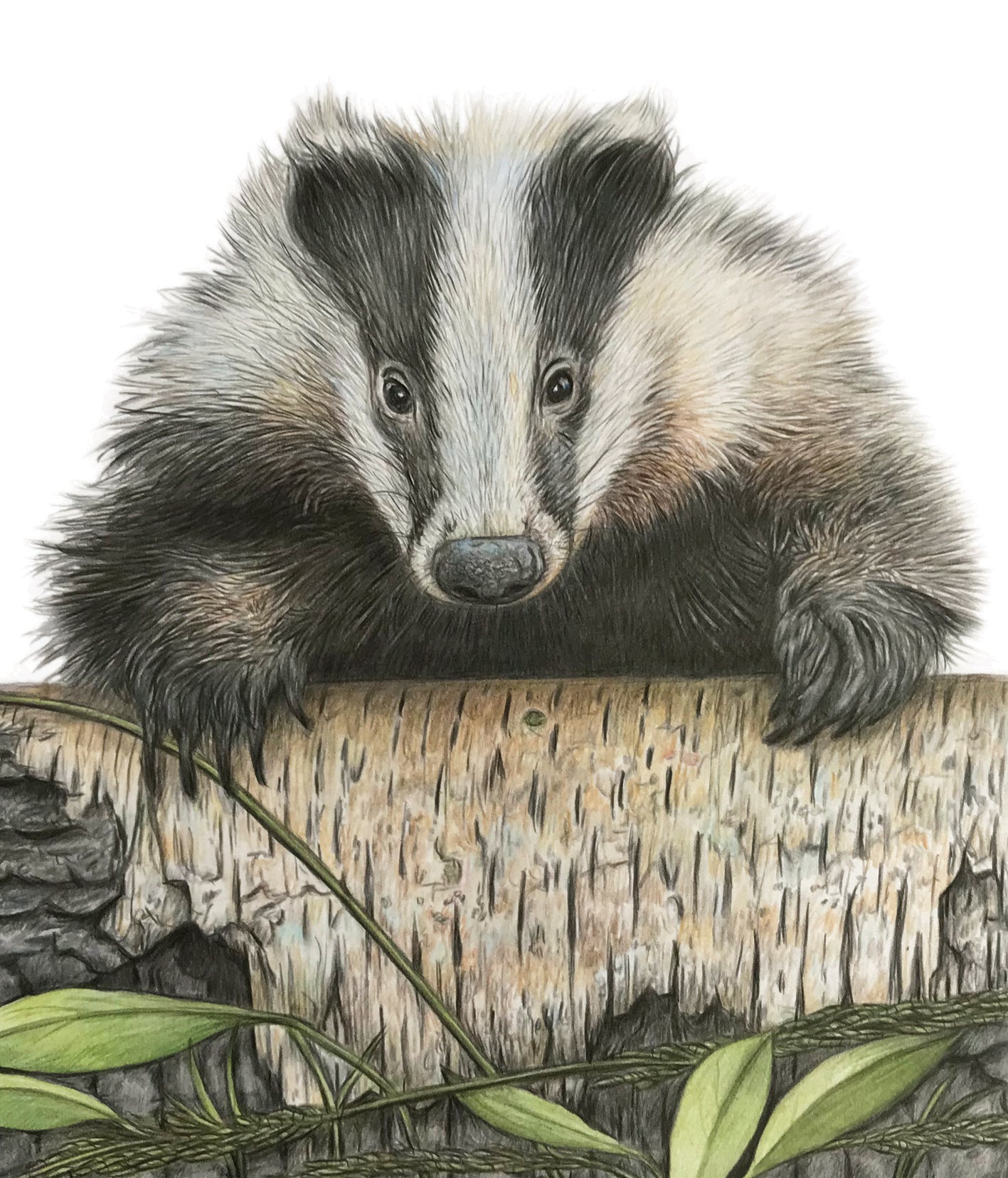 (Wildlife) 'Boo' (Badger)