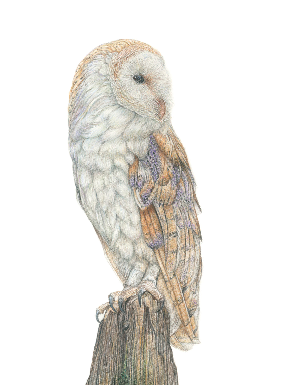 'Observant' (Barn Owl)