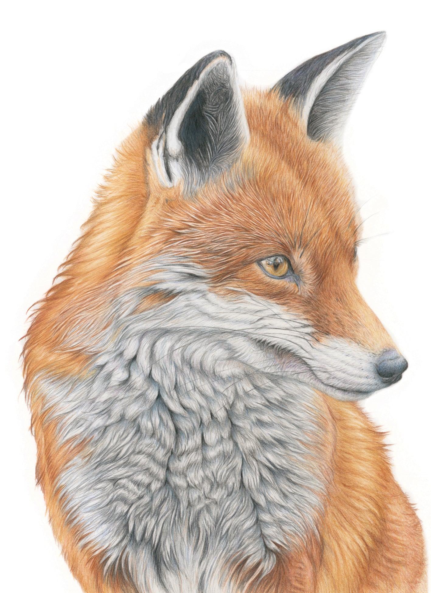 (Wildlife) 'Bashful' Original