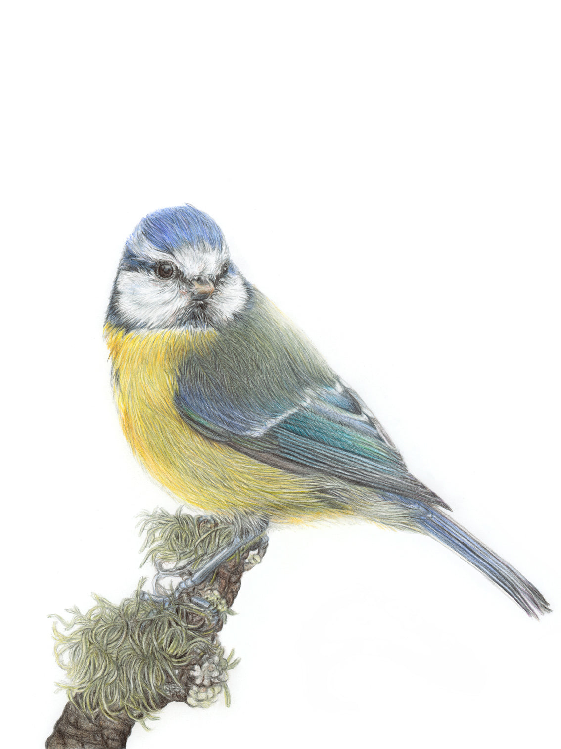 'Beloved' (Blue Tit)