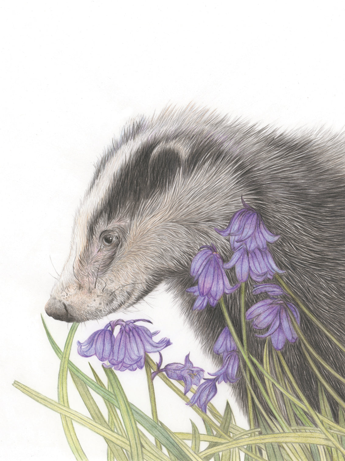 'Bluebell Woods' (Badger)