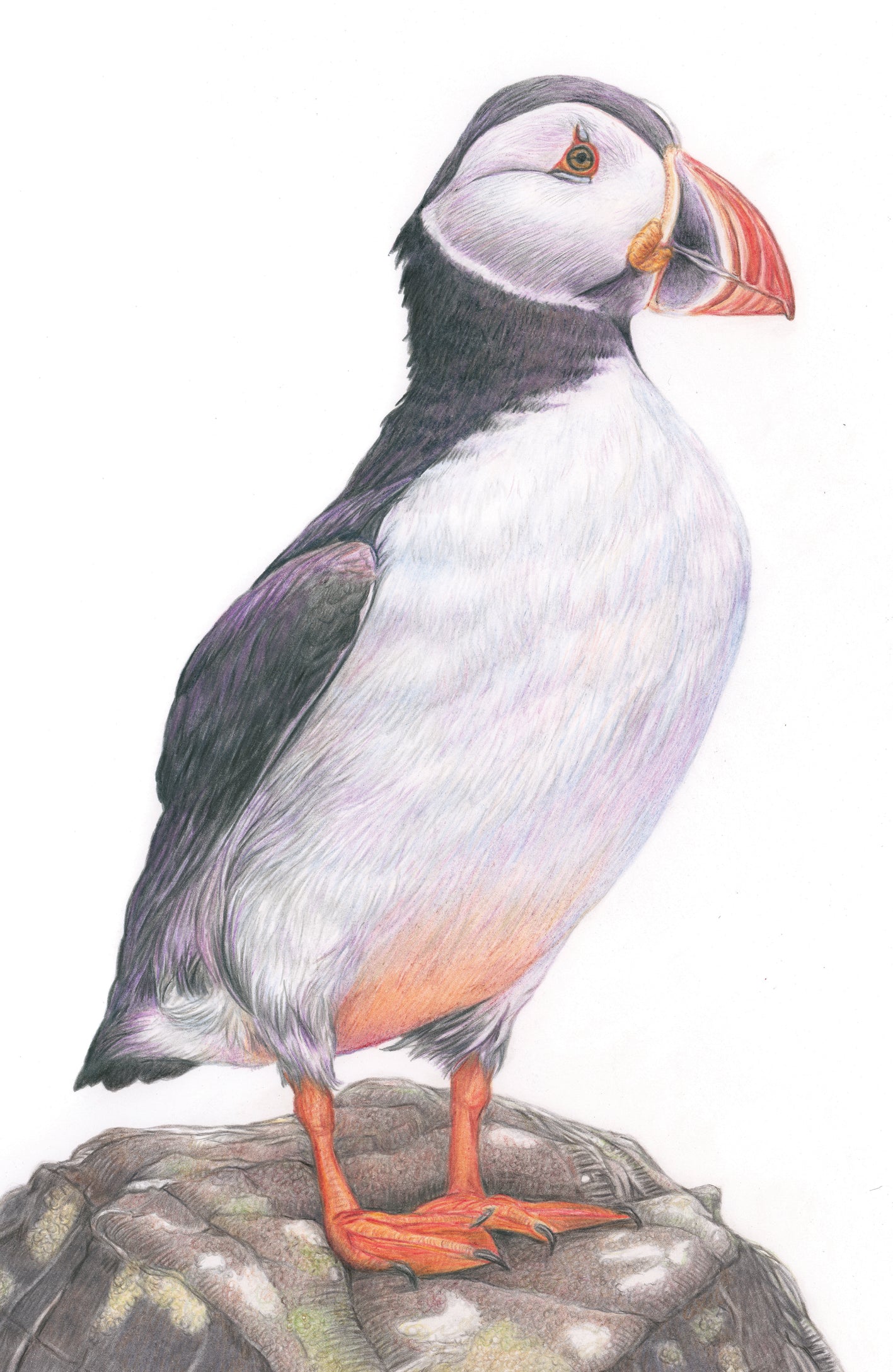 (Birds & Insects) 'Contemplation' (Puffin)