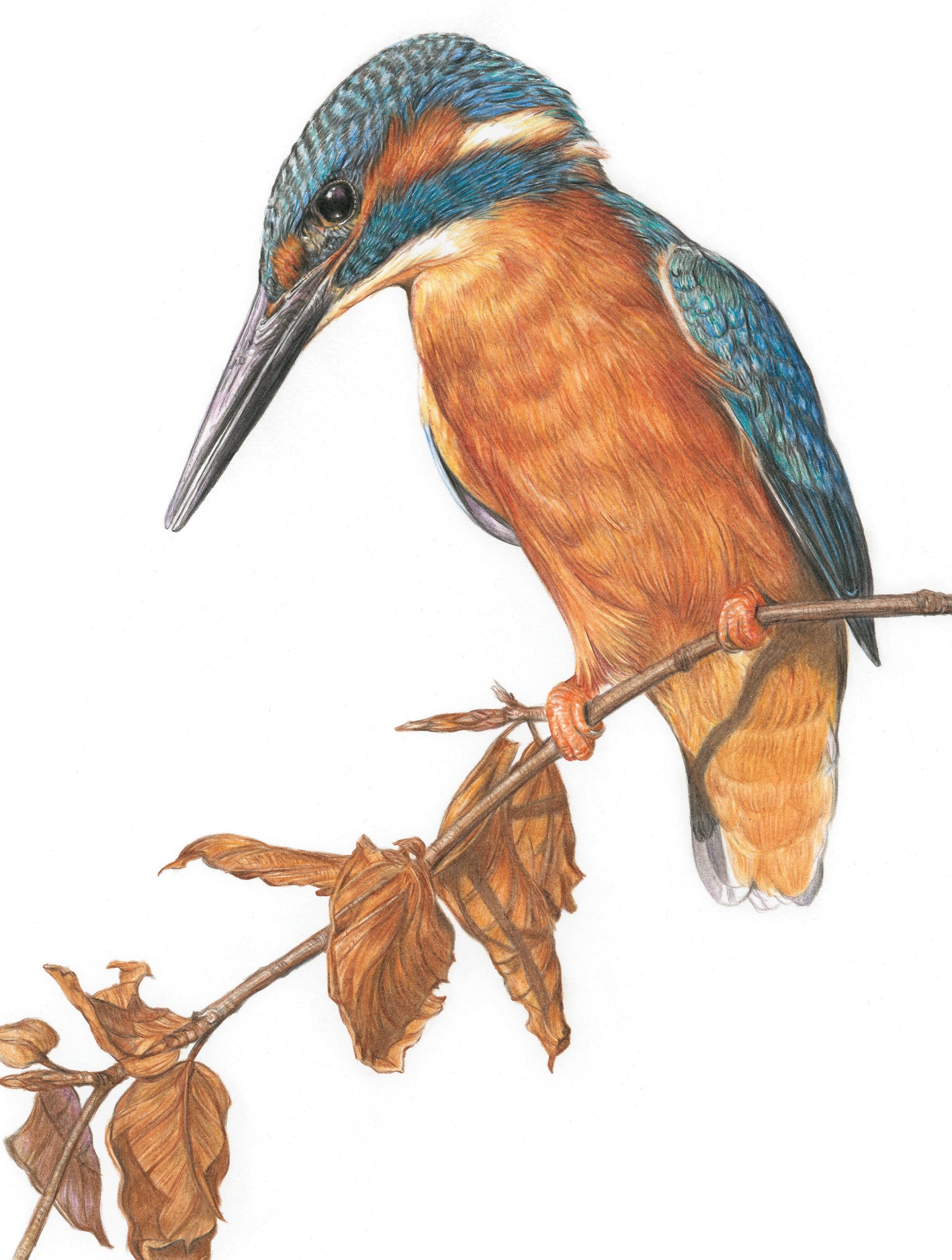 'Deliberation' (Kingfisher)