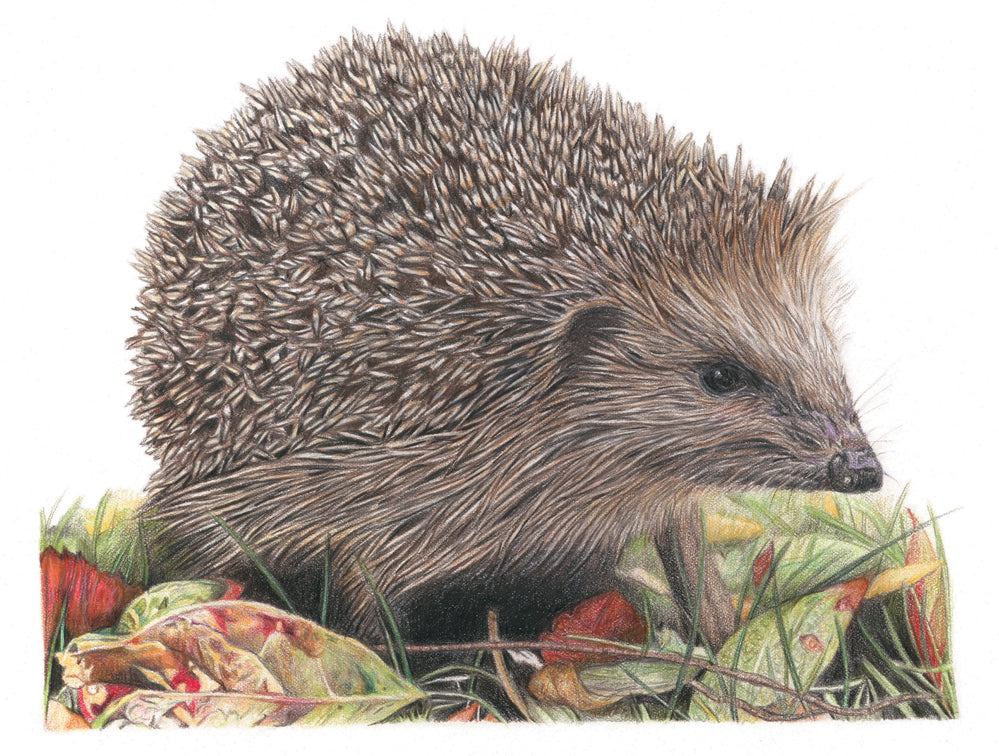 'Determination' (Hedgehog)