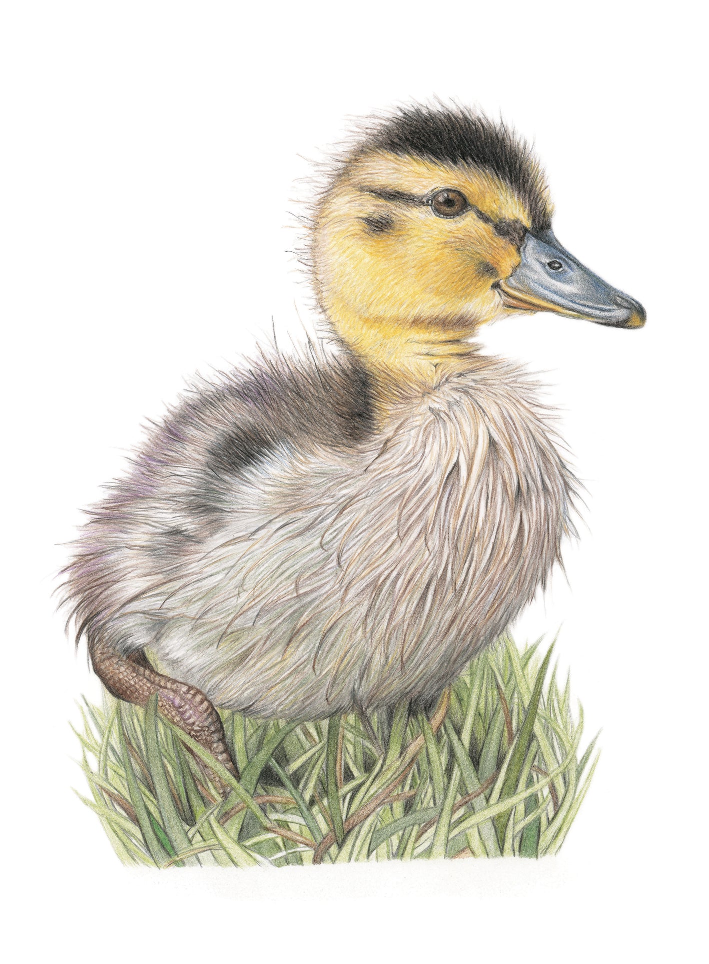 'Dinky Duckling'