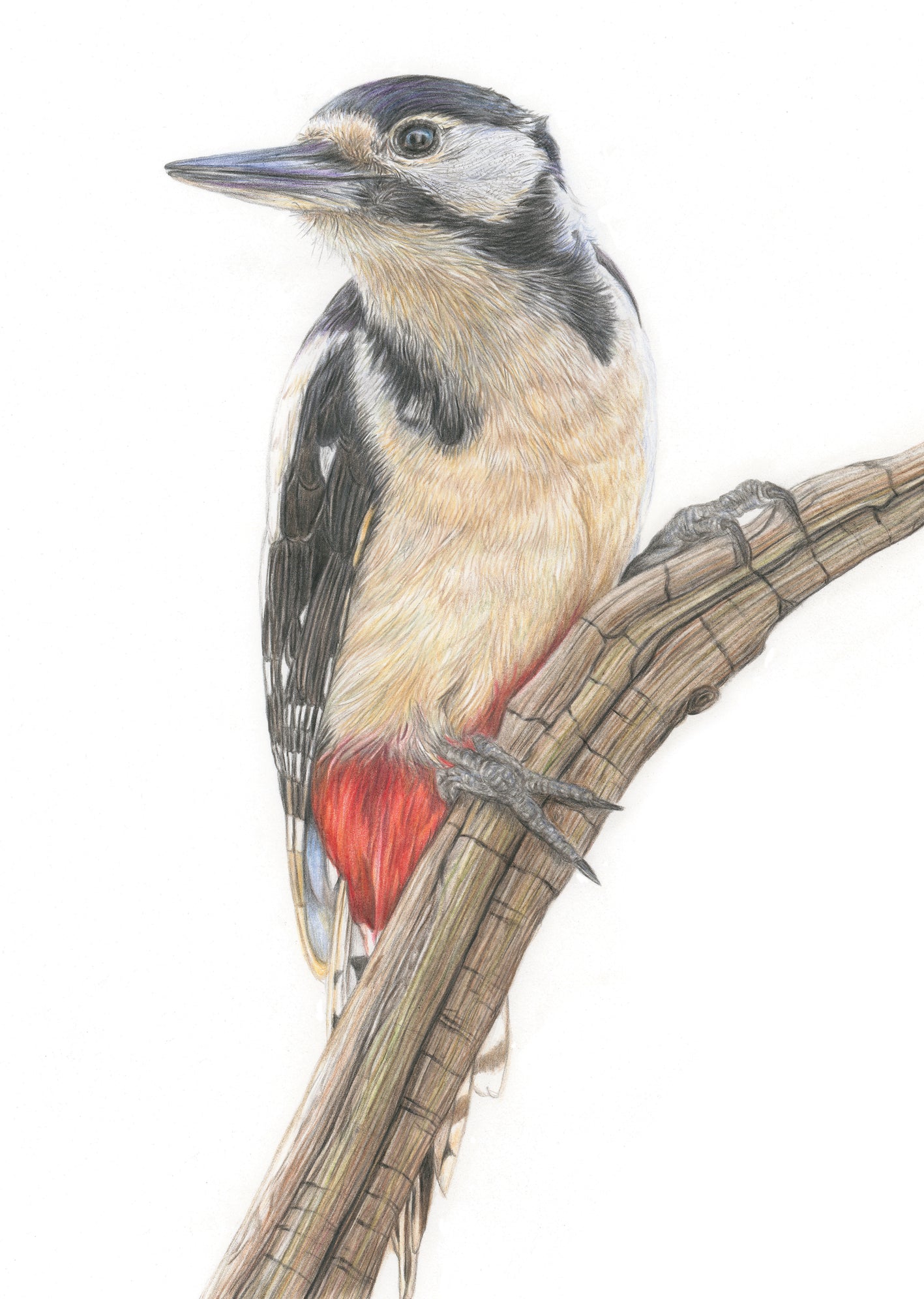 'Distracted' (Woodpecker)