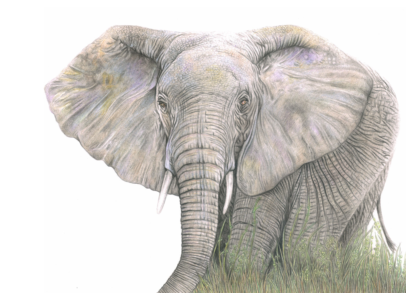 'Emrys' (Elephant)