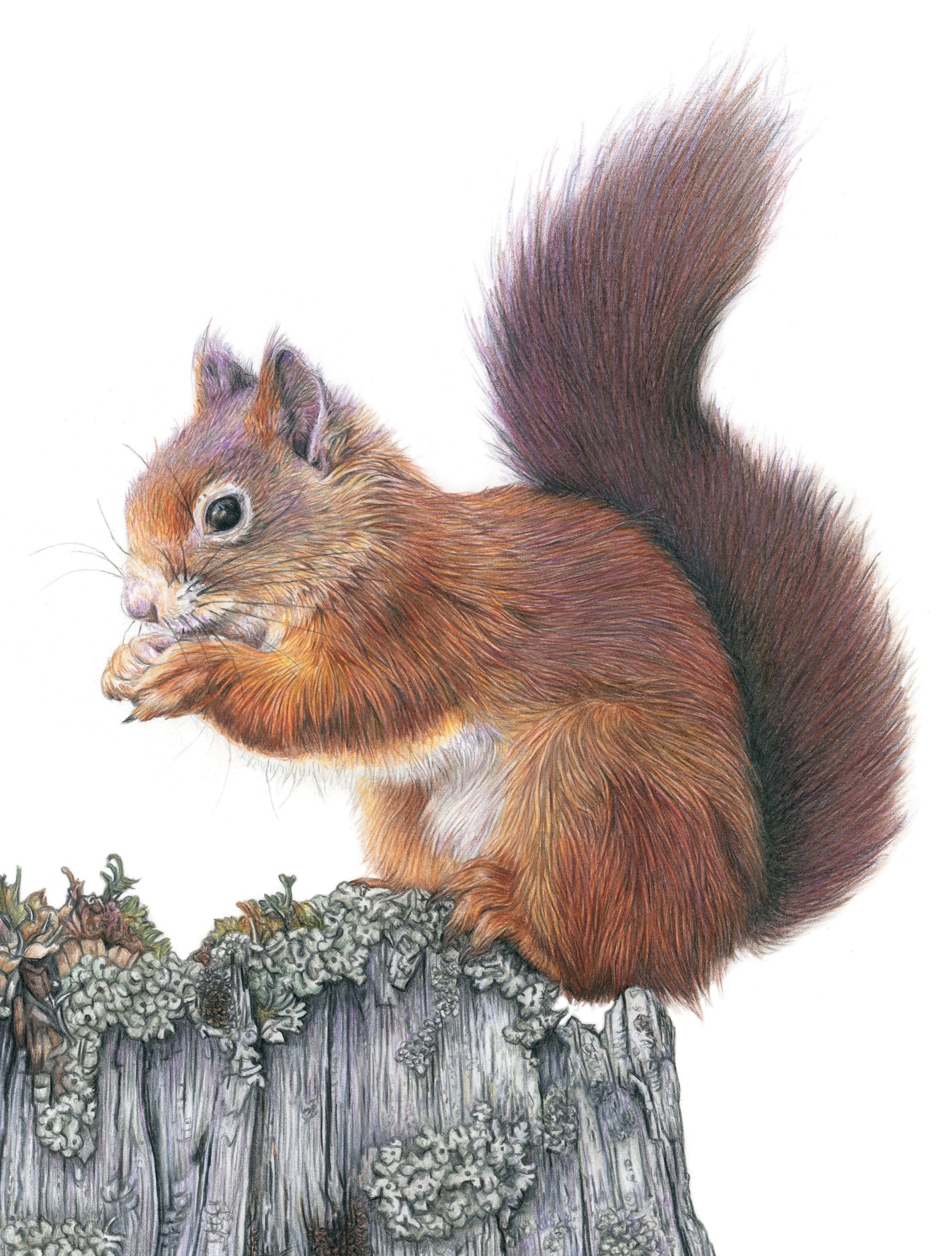 (Wildlife) 'Foraging' (Red Squirrel)