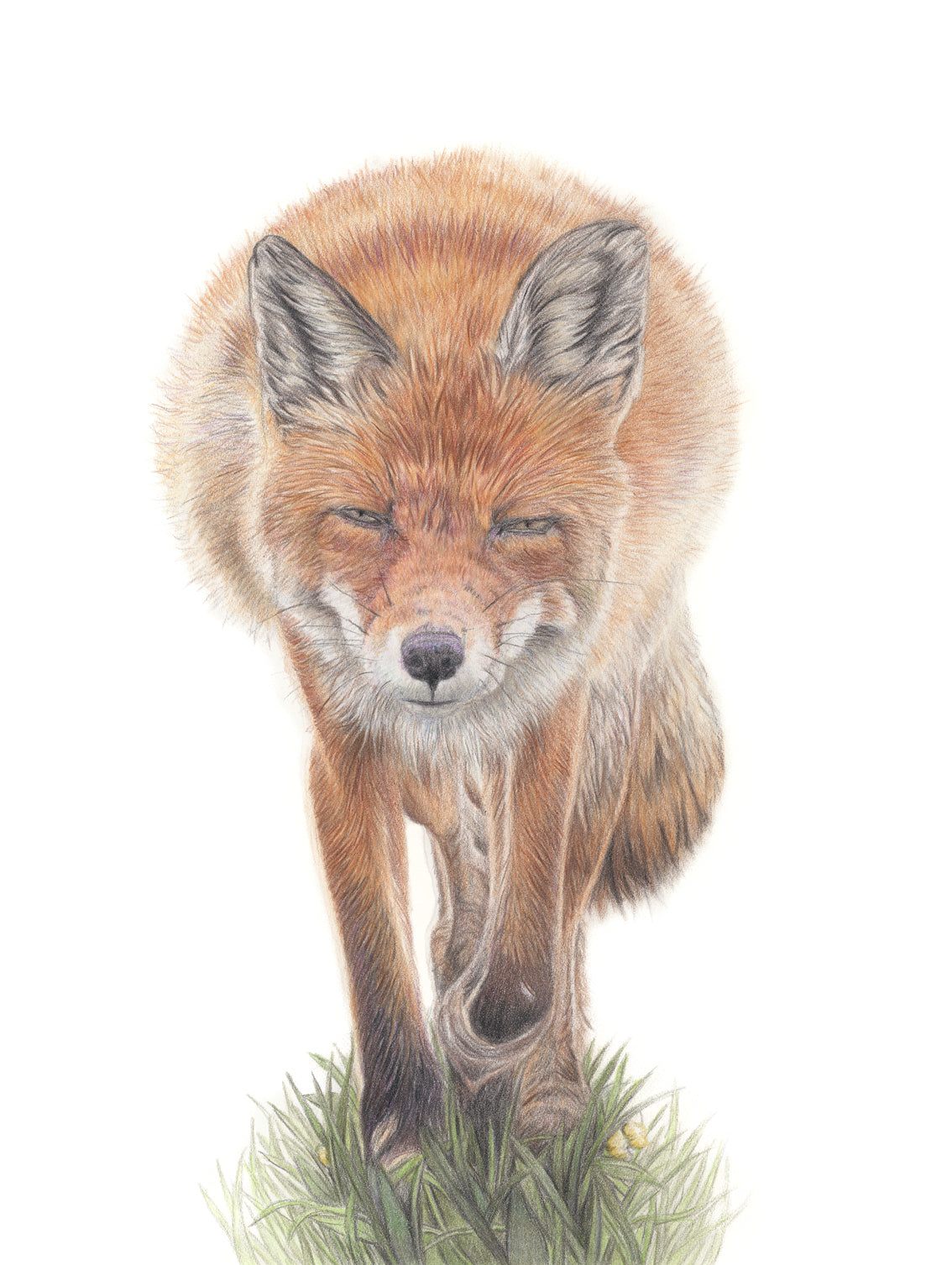 'Furtive' (Red Fox)