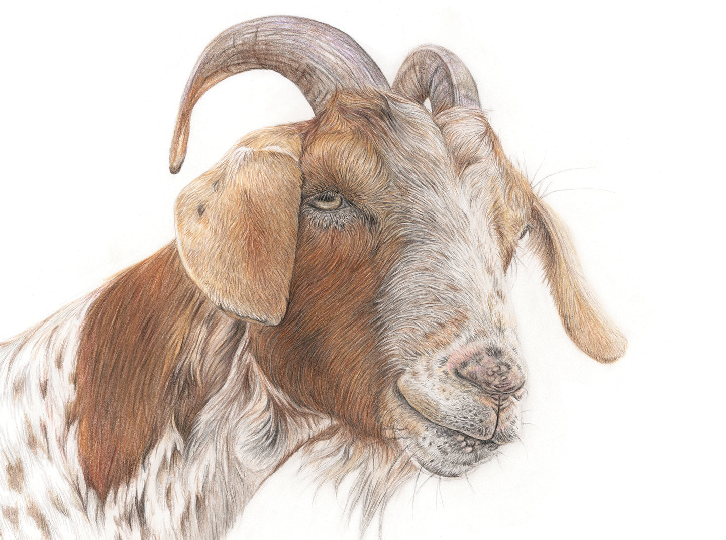 (Farm Animals) 'Gerald' (Goat)