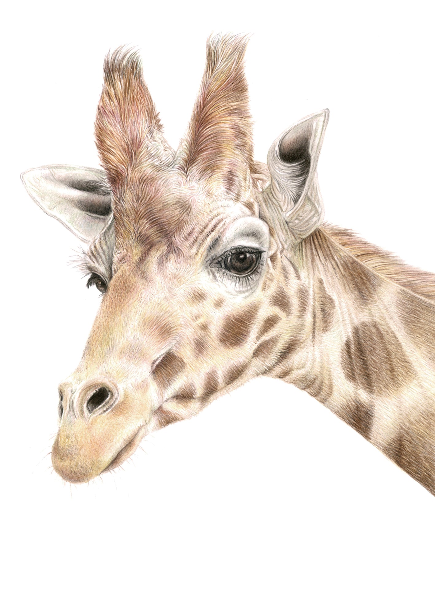 'Gladys' (Giraffe)