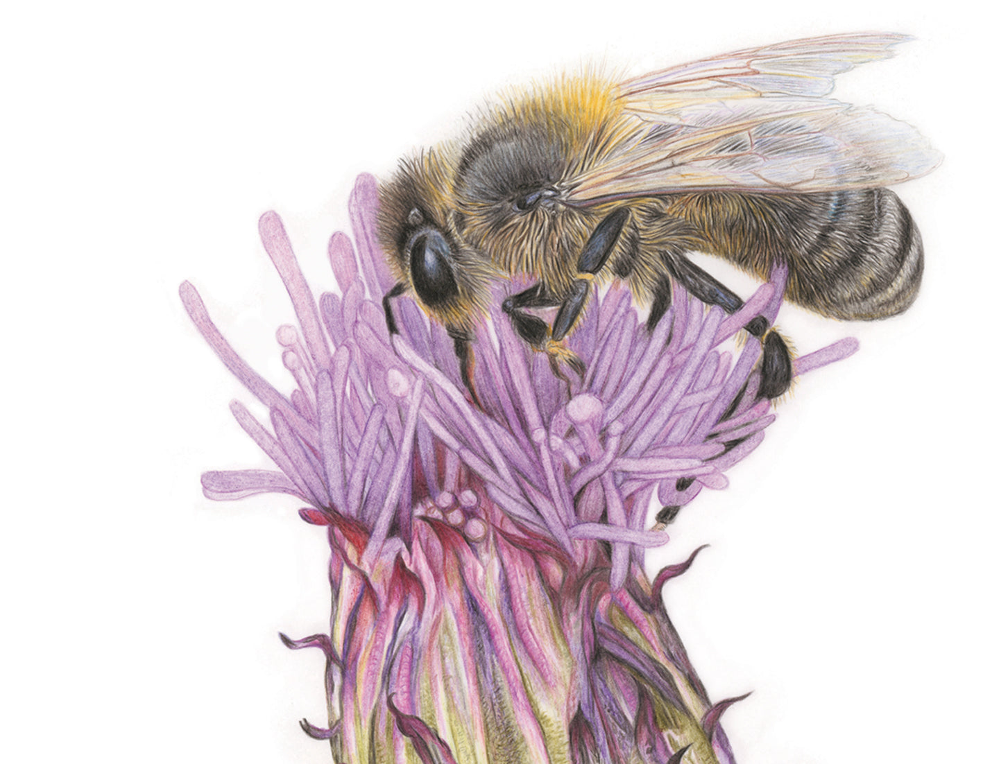 'Honey Bee'