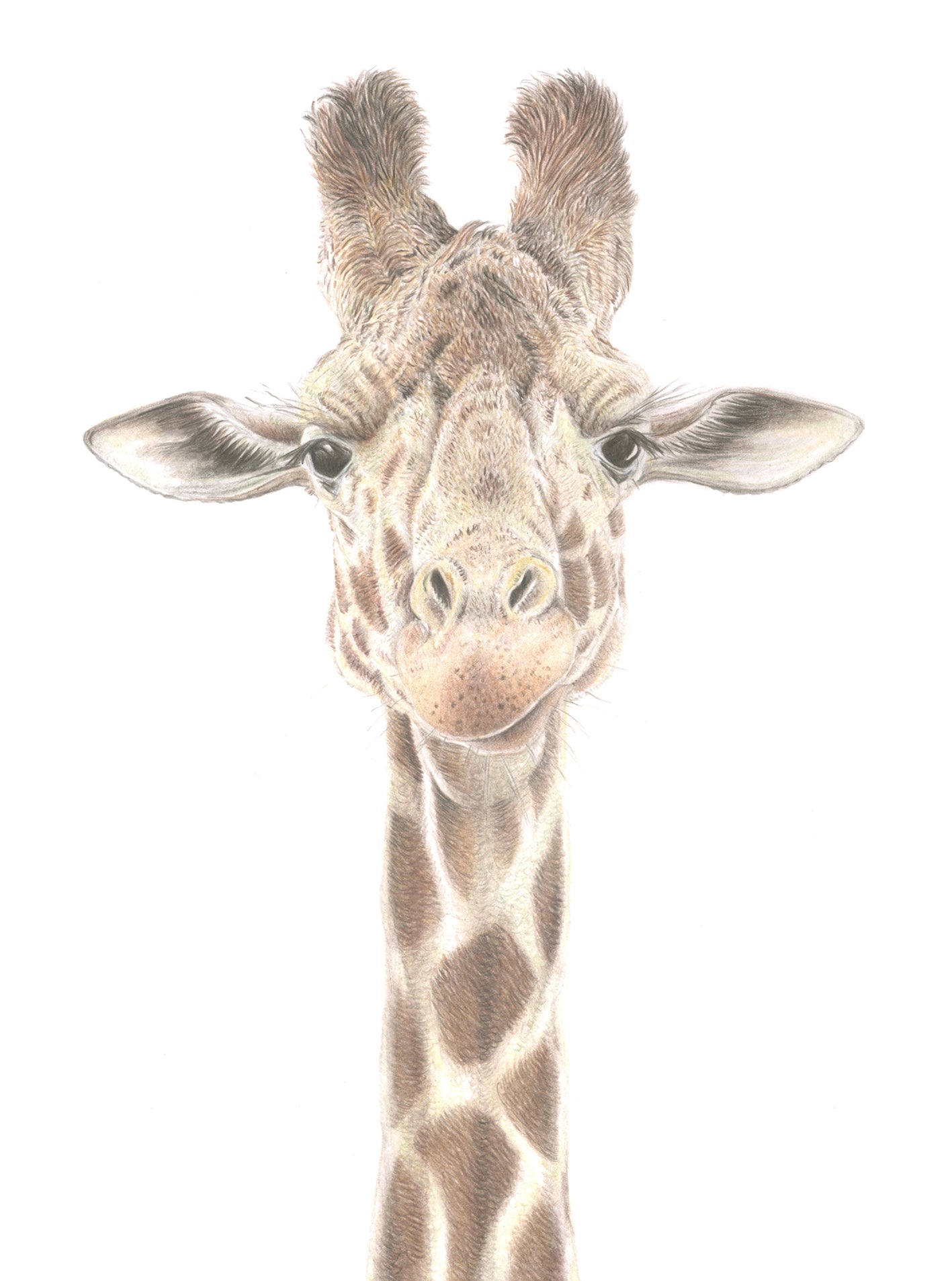 'Josephine' (Giraffe)