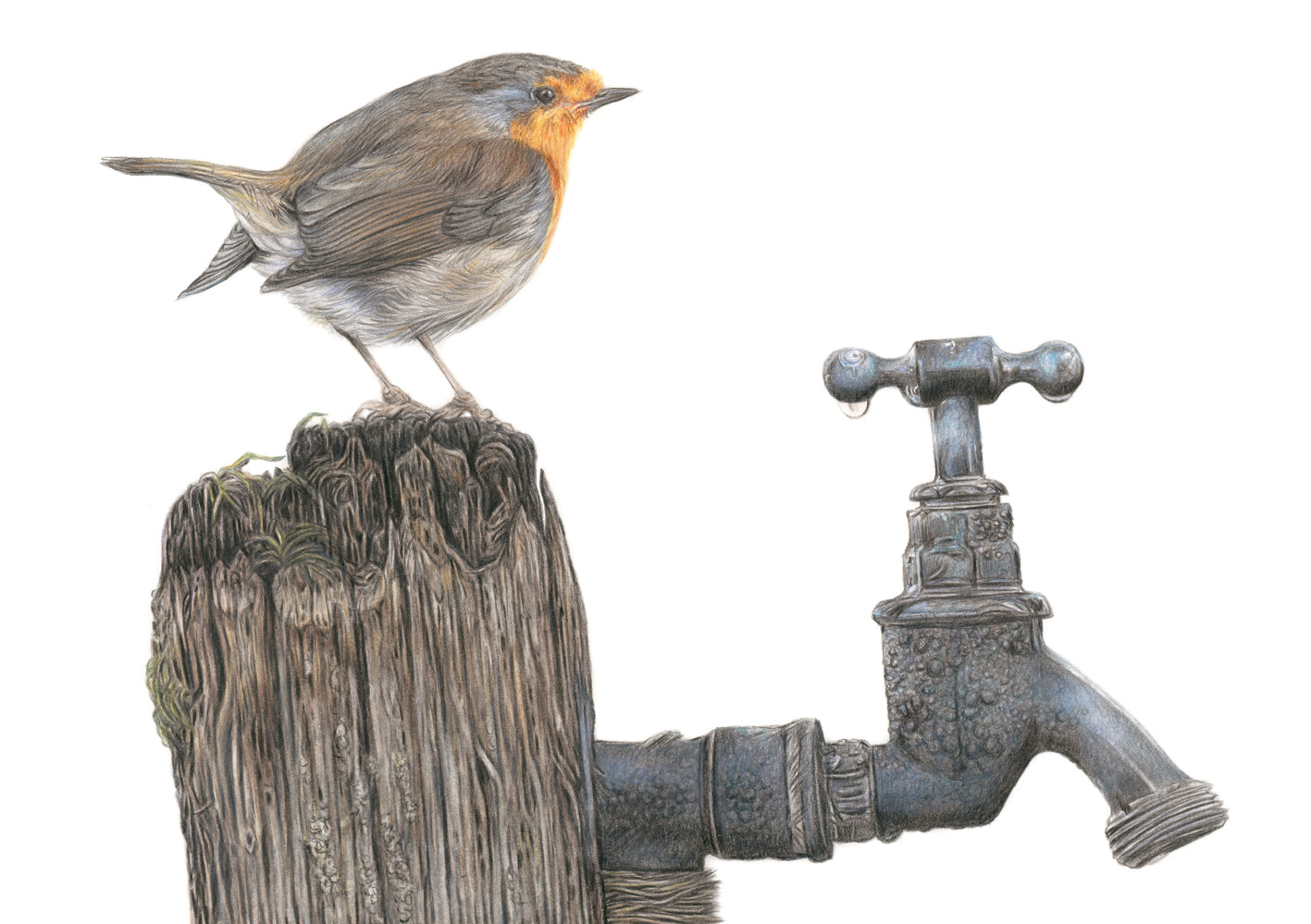 'Morning Dew' (Robin)