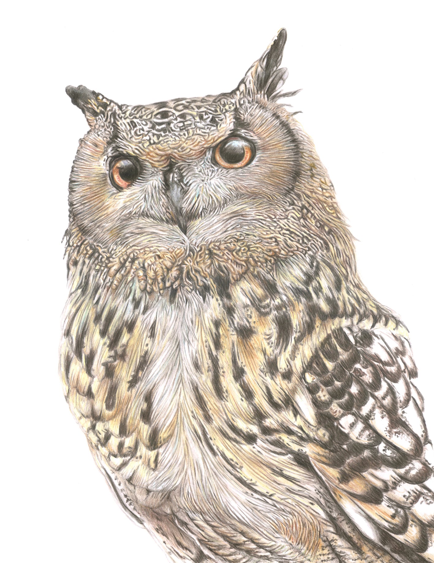 'Ottokar' (Owl)