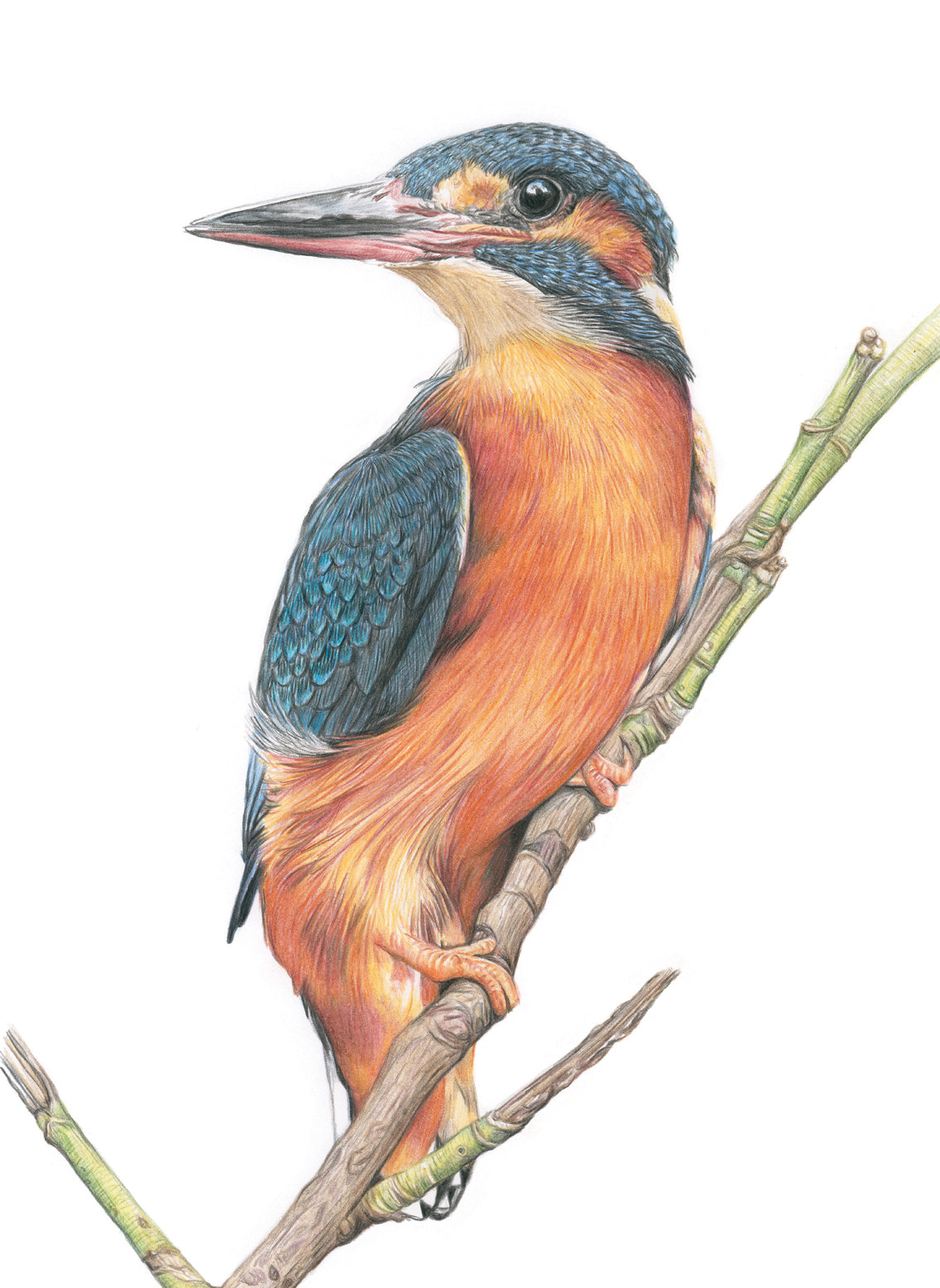 (Birds & Insects) 'Patience' Original