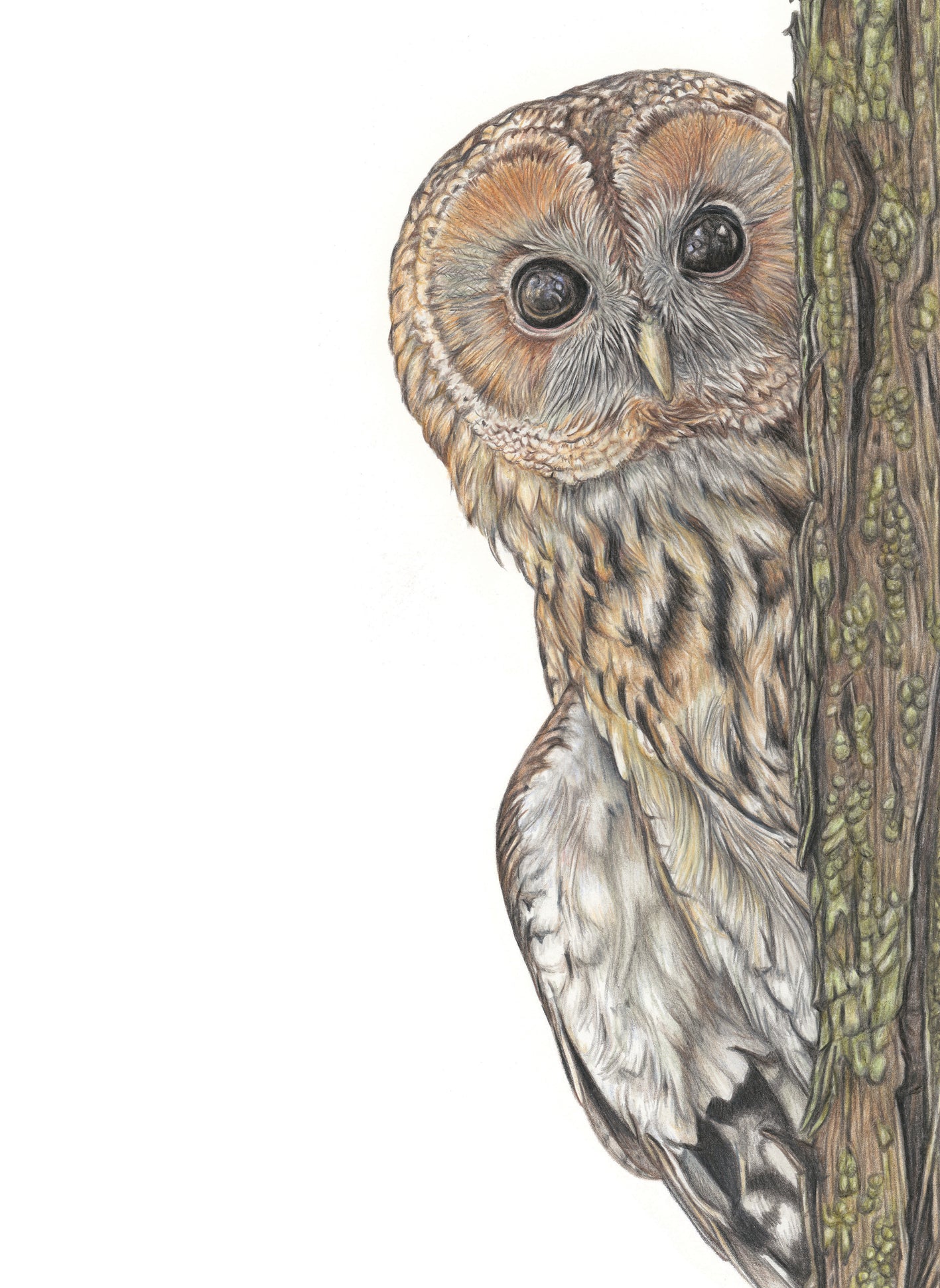'Peeking' (Owl)