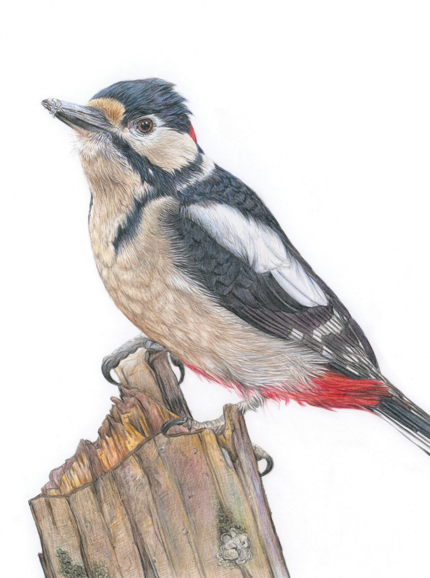 'Pensive' (Woodpecker)
