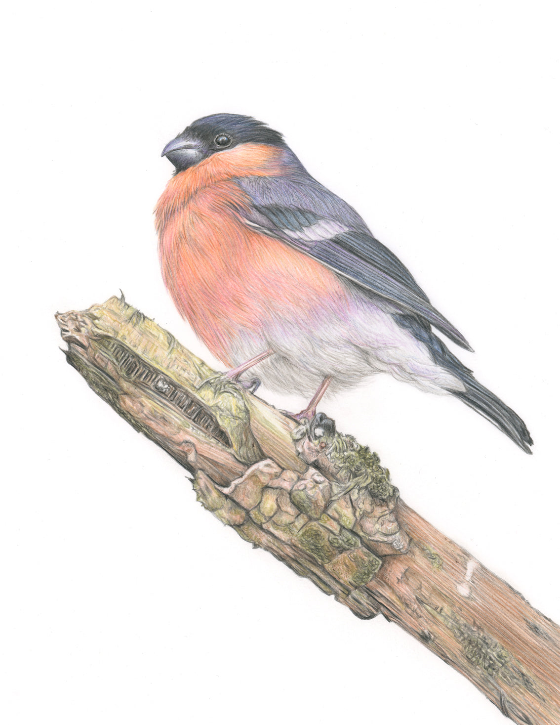 'Reflection' (Bullfinch)