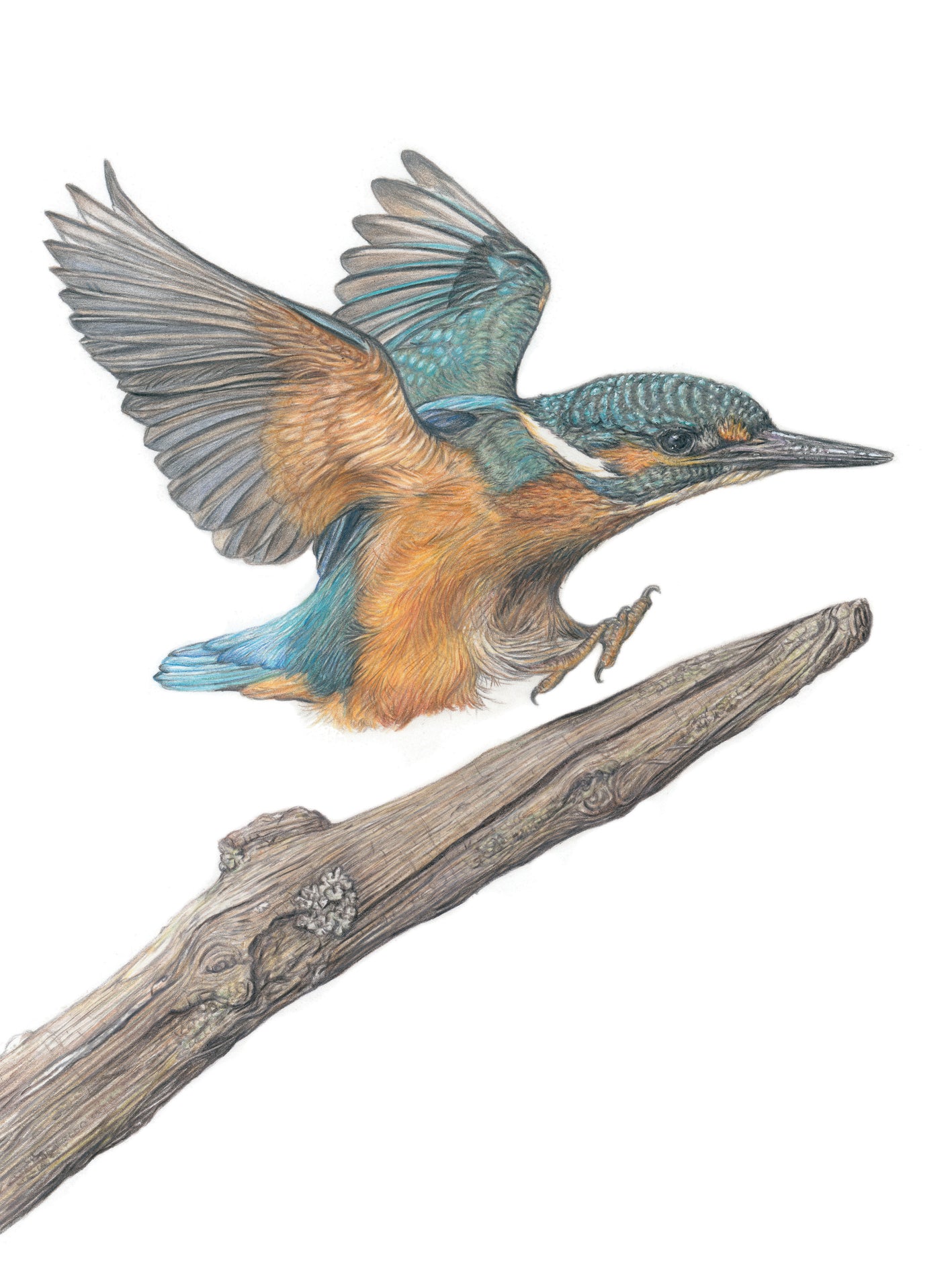 'Touchdown' (Kingfisher)