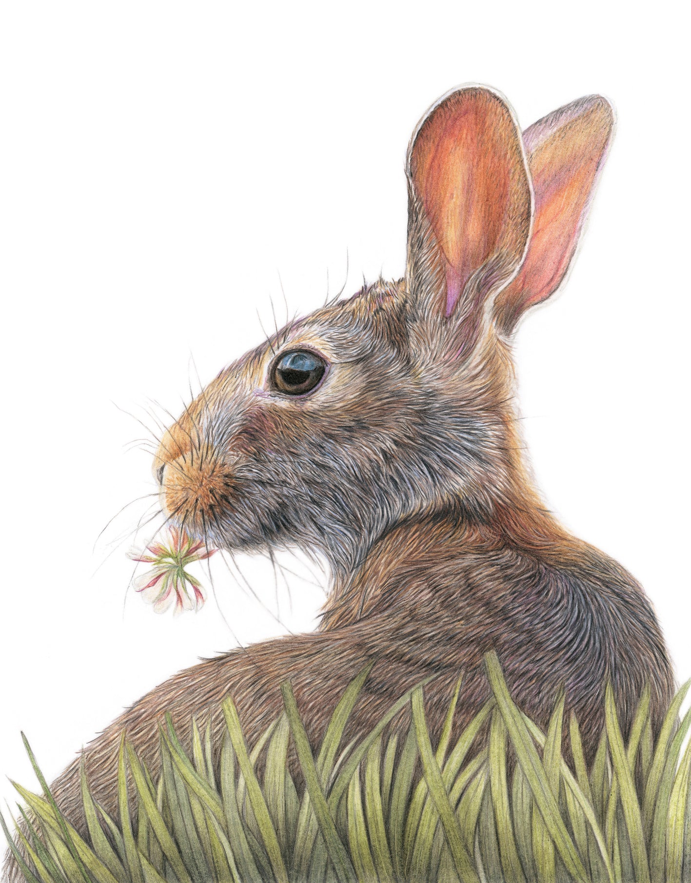 'Tranquil' Wild Rabbit