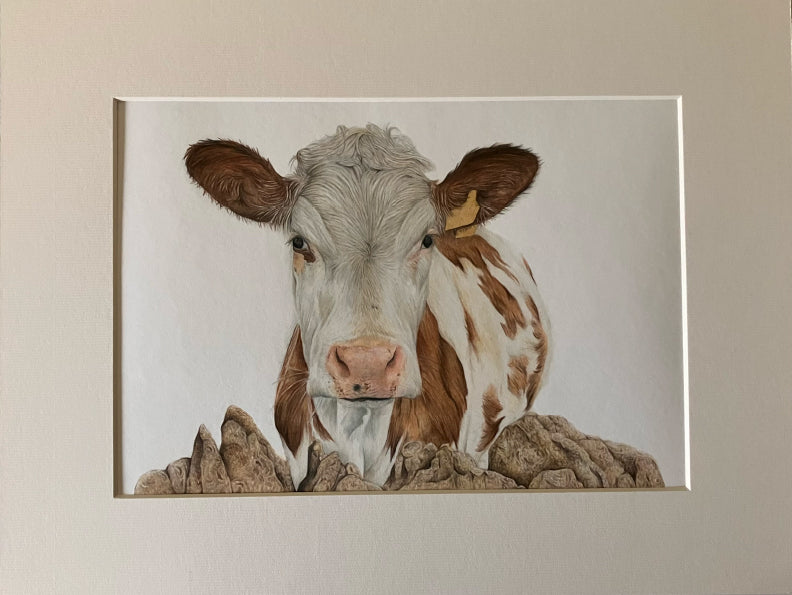 'Florence' (Cow)