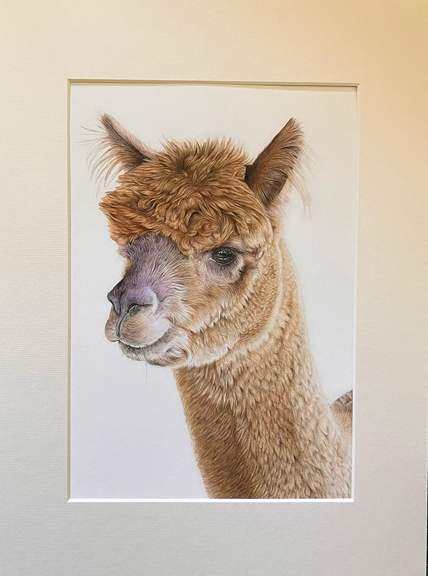 (Farm Animals) Alpaca