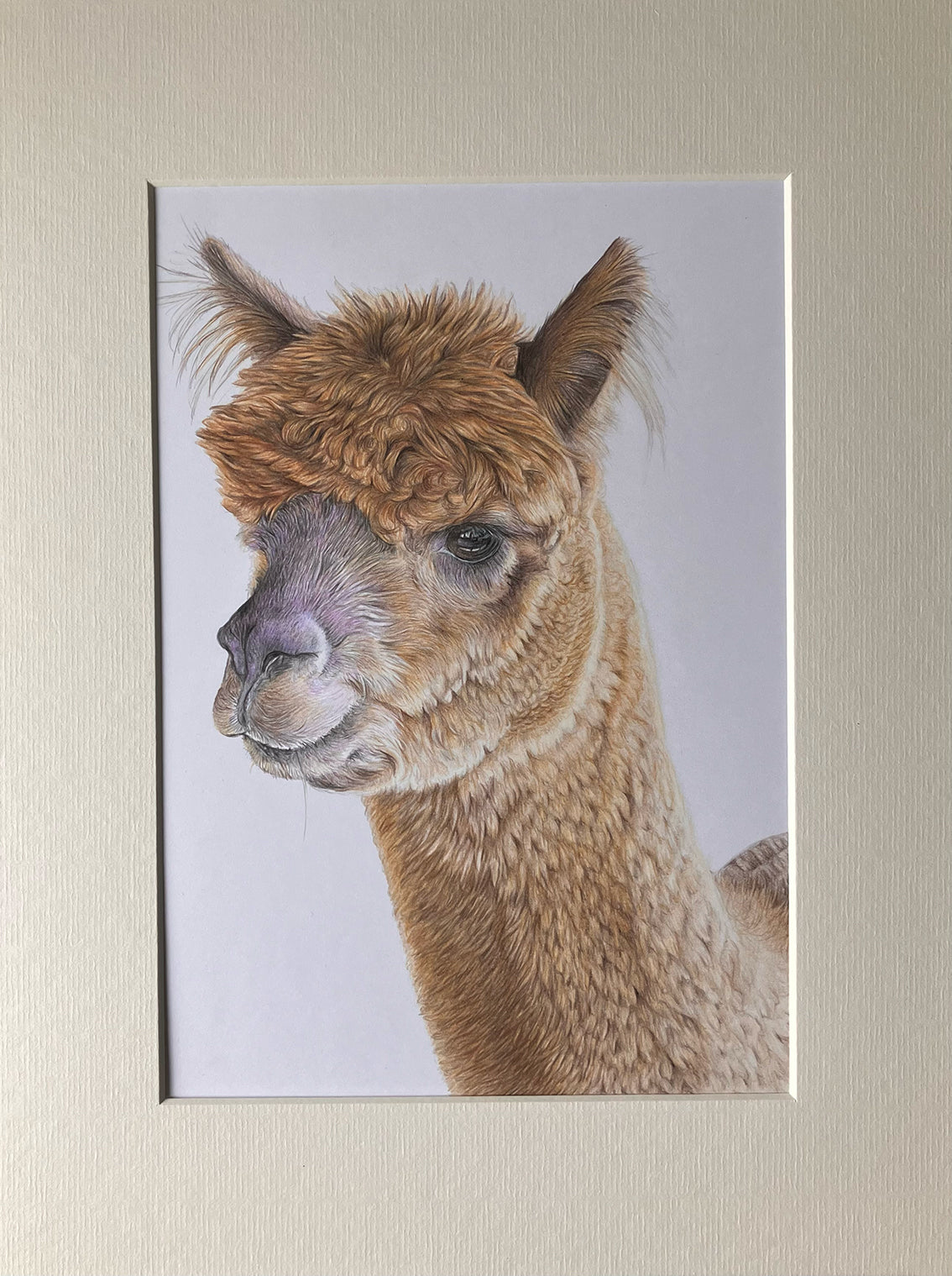 (Farm Animals) Alpaca Original Drawing