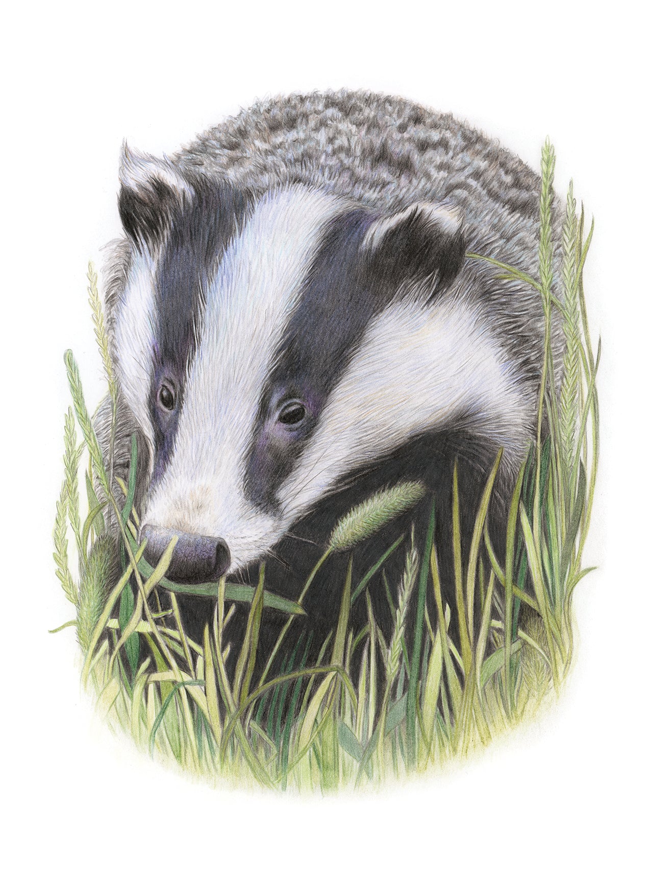 (Wildlife) Original 'Explorative' Badger Drawing