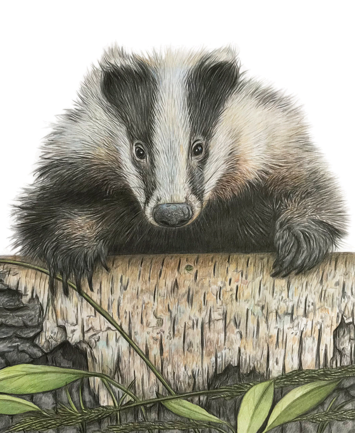 (Wildlife) 'Boo' Original
