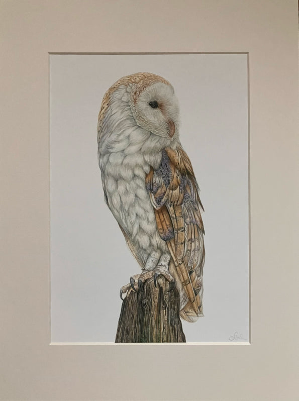 'Observant' (Barn Owl)