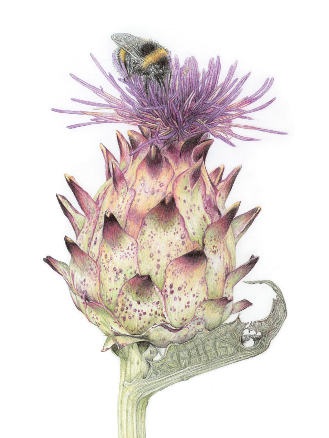 'Bumbling' (Bee on artichoke)