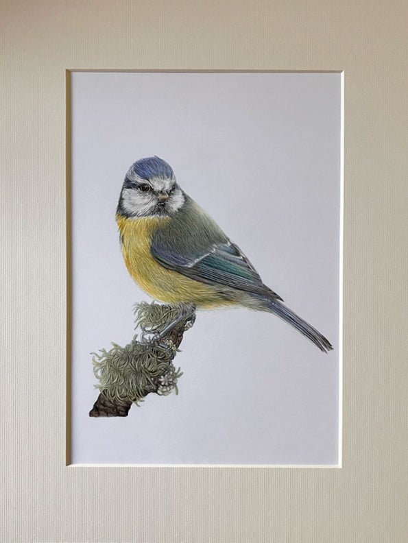 'Beloved' (Blue Tit) Original Drawing