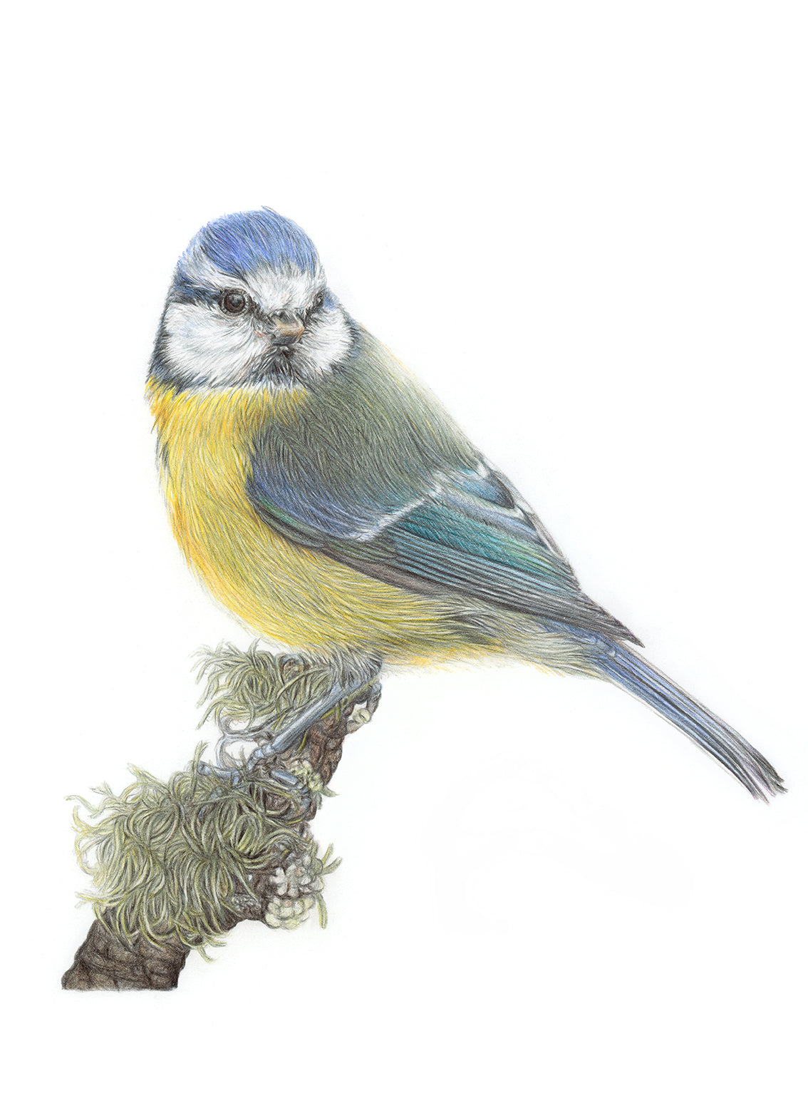 'Beloved' (Blue Tit) Original Drawing