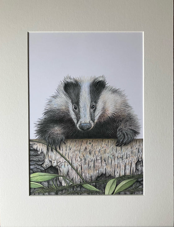 (Wildlife) 'Boo' (Badger)