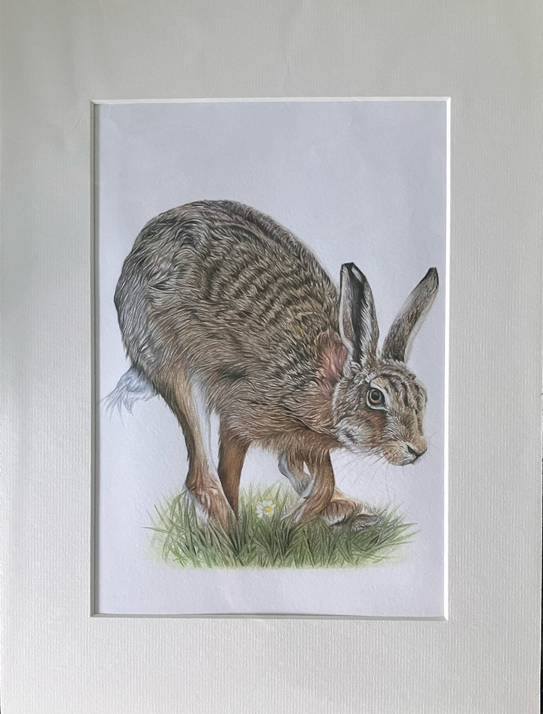 (Wildlife) 'Bounding' (Hare)