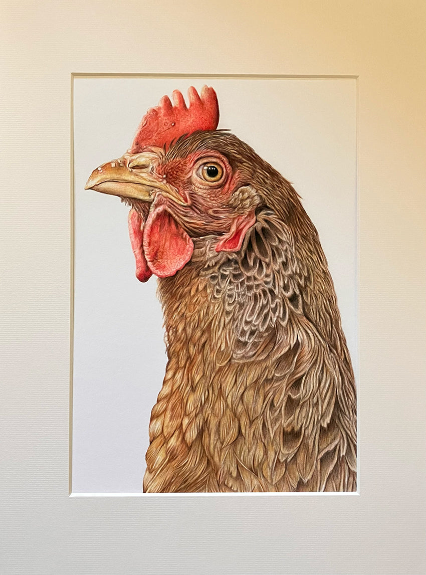 (Farm Animals) Chicken