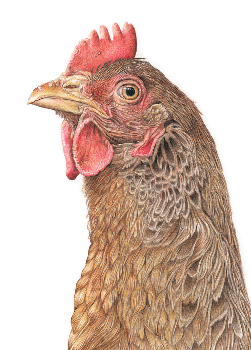 (Farm Animals) Chicken