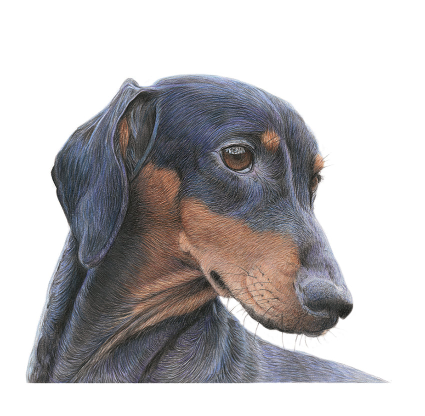 (Dogs) 'Dachshund' Fine Art Giclée Print