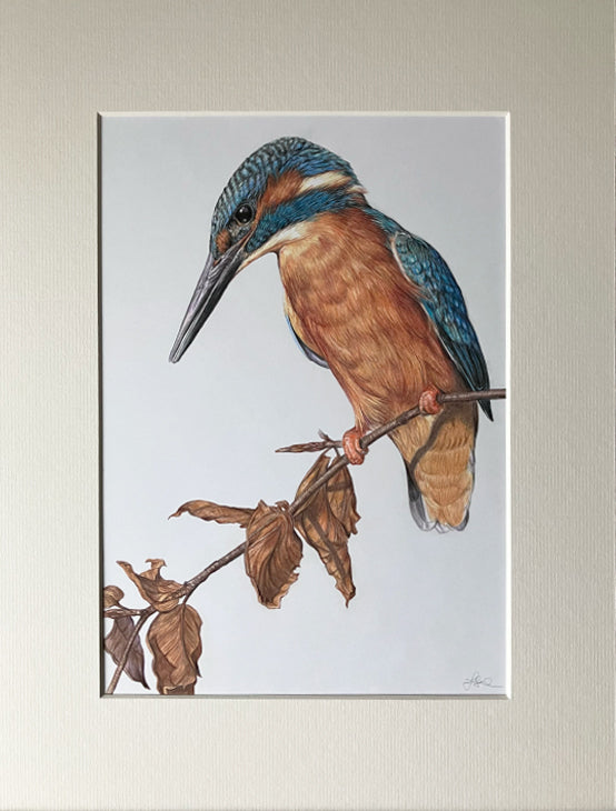 'Deliberation' (Kingfisher)