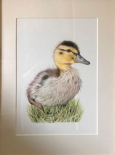 'Dinky Duckling' (Mallard Duckling) Original Drawing