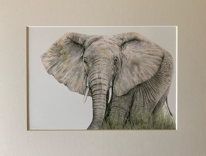 'Emrys' (Elephant)