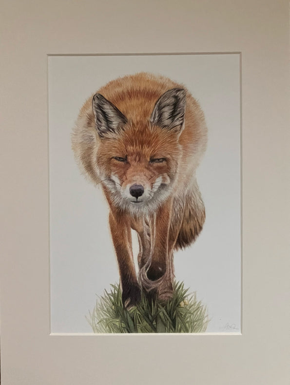 'Furtive' (Red Fox)