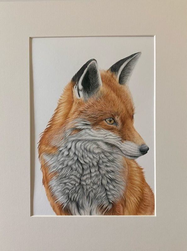 'Bashful' (Fox) Original Drawing
