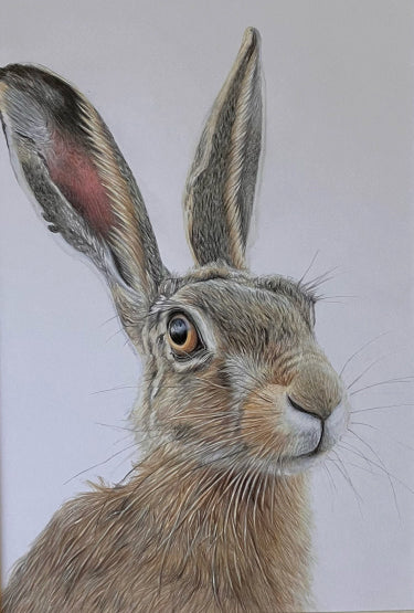 'Fixated' (Hare) Original Drawing