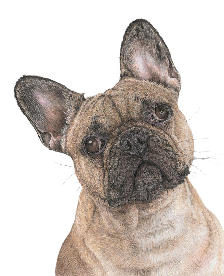 (Dogs) 'French Bulldog' Fine Art Giclée Print
