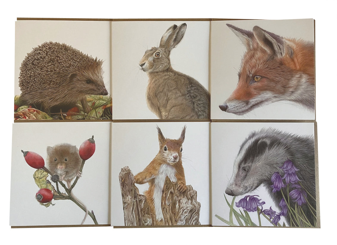 6 x Premium Wildlife Cards (Garden Wildlife)
