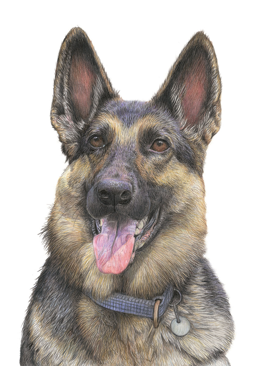 (Dogs) 'German Shepherd' Fine Art Giclee Print