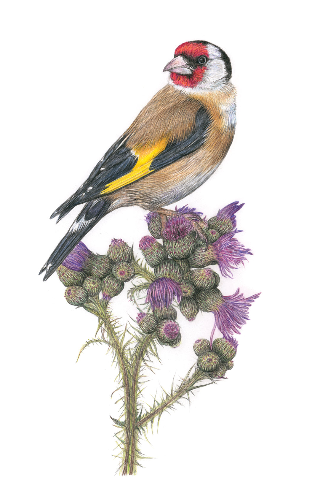 (Birds & Insects) 'Captivation' Goldfinch Original Drawing