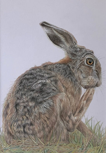 (Wildlife) 'Preening' Hare Original